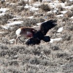 Golden Eagle Attacks Antelope in Wyoming