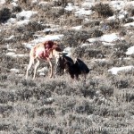 Golden Eagle Attacks Antelope in Wyoming