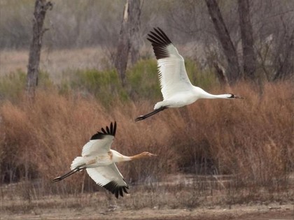 Whooping Cranes at Granger Lake