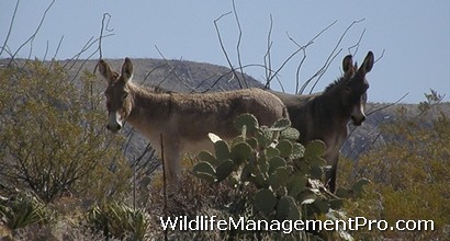 Burro Control at Big Bend Ranch State Park, Texas - Habitat Management Issue