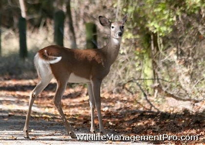 Control Urban Deer Overpopulation - Whitetail Deer Management
