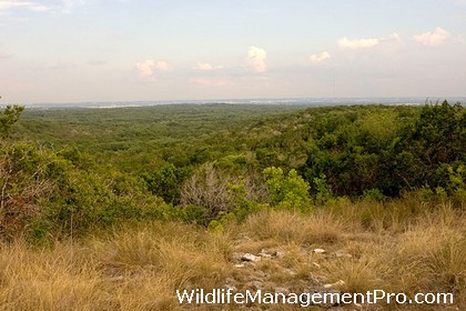 Prescribed Burning for Wildlife Management and Habitat Improvement - Government Canyon State Natural Area