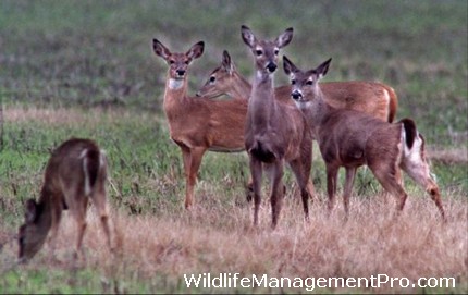 Mason Mountain WMA Demonstrates Wildlife Management, Offers Deer Hunting
