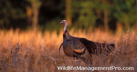 Turkey Management - NWTF to Fund Turkey Habitat Management Projects