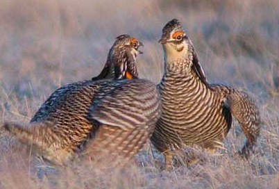 Wildlife Management - Prairie Chickens in Texas