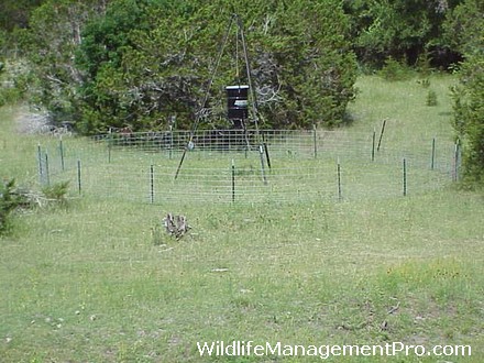 Deer Hunting: Deer Feeder Pen Size