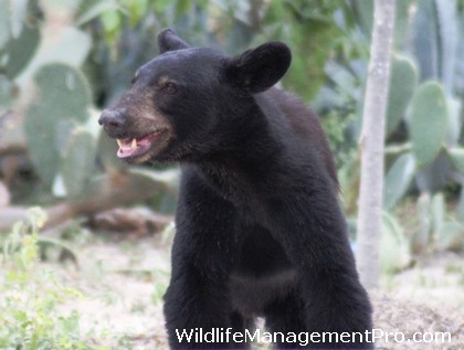 Black Bear Sightings in Texas - Reports on the Rise!