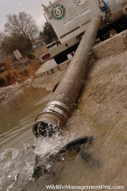 Trout Stocking in Texas