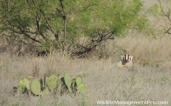 Land Management for Wildlife and LIvestock