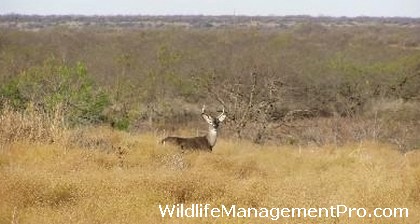 Grazing Management for Habitat Management, Whitetail Deer and Other Wildlife