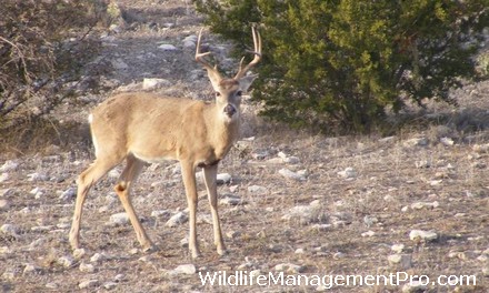 Wildlife Habitat Management and Supplemental Feeding of Deer