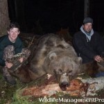 1,300 Pound Grizzly Bear Shot in Alberta, Canada
