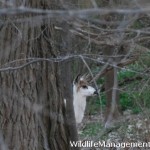 Piebald Deer Photo