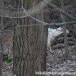 Piebald Deer Information