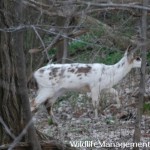 Piebald Deer in Ohio