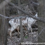 Wildlife Management: Piebald Deer