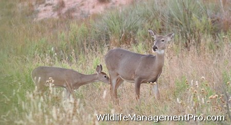 Wildlife Habitat Management for Deer