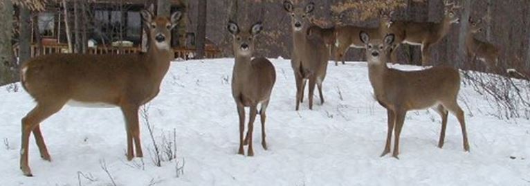 Pennsylvania Deer Hunting Regulations